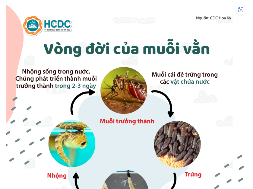 Vòng đời của muỗi vằn