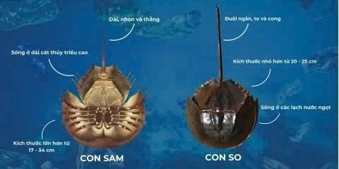 Người đàn ông ở TPHCM nguy kịch vì ăn nhầm so biển