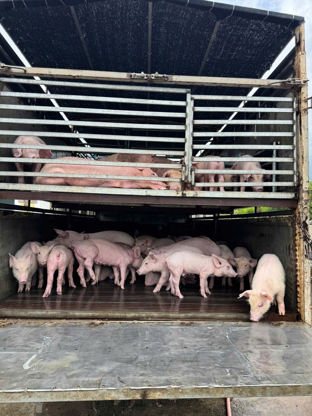 Phát hiện gần 100 con lợn bệnh trên xe tải chở rau củ quả