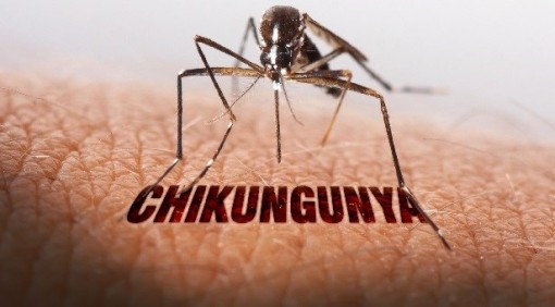 CHIKUNGUNYA: Hiện chưa phát hiện ca bệnh tại TP. Hồ Chí Minh nhưng đây là bệnh đã lưu hành tại Việt Nam cần được giám sát và dự phòng tích cực