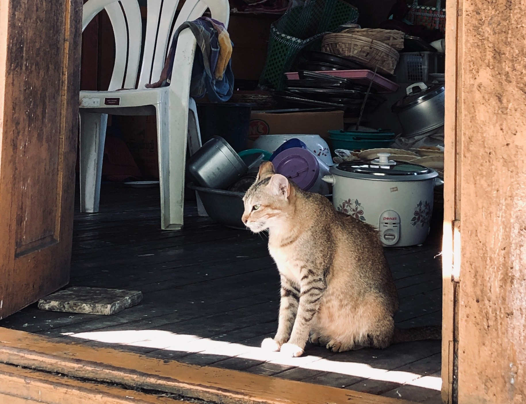 Bệnh dại lây từ mèo