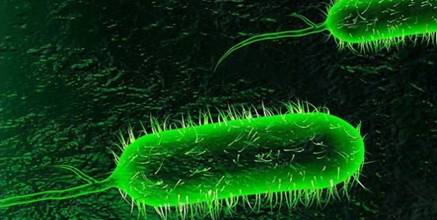 Bệnh tả trên thế giới đang phức tạp, người dân cần chủ động làm gì?