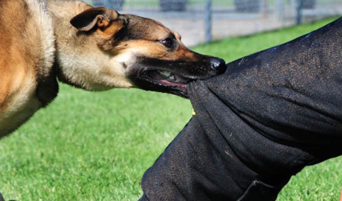 BỆNH DẠI – ĐỪNG CHỦ QUAN VỚI VẬT NUÔI