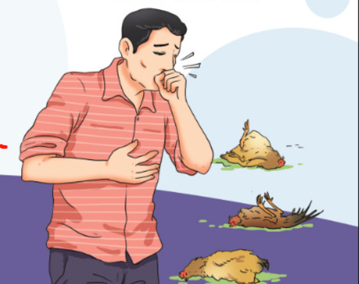 Phòng bệnh cúm gia cầm lây sang người