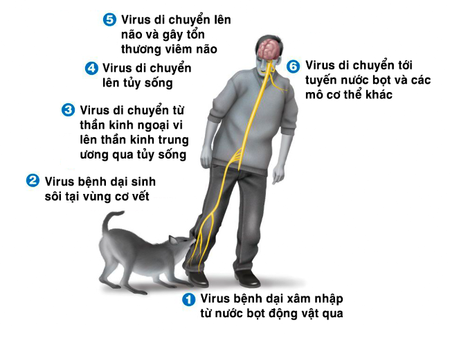 Bệnh dại nguy hiểm ra sao?