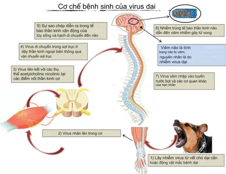 Sự nguy hiểm của bệnh Dại!