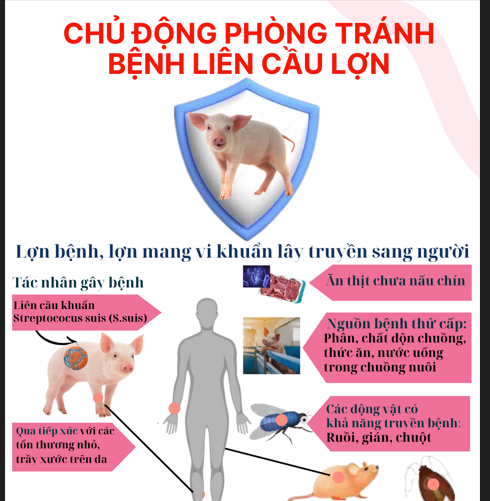 Chủ động phòng tránh bệnh liên cầu lợn