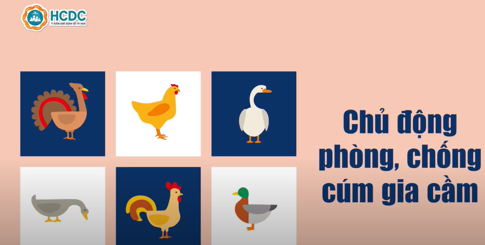 HCDC | Chủ động phòng, chống cúm gia cầm